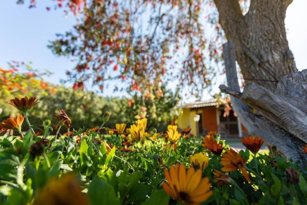 A Charming Country Cottage + Bikes And Kayaks Bosa Eksteriør billede